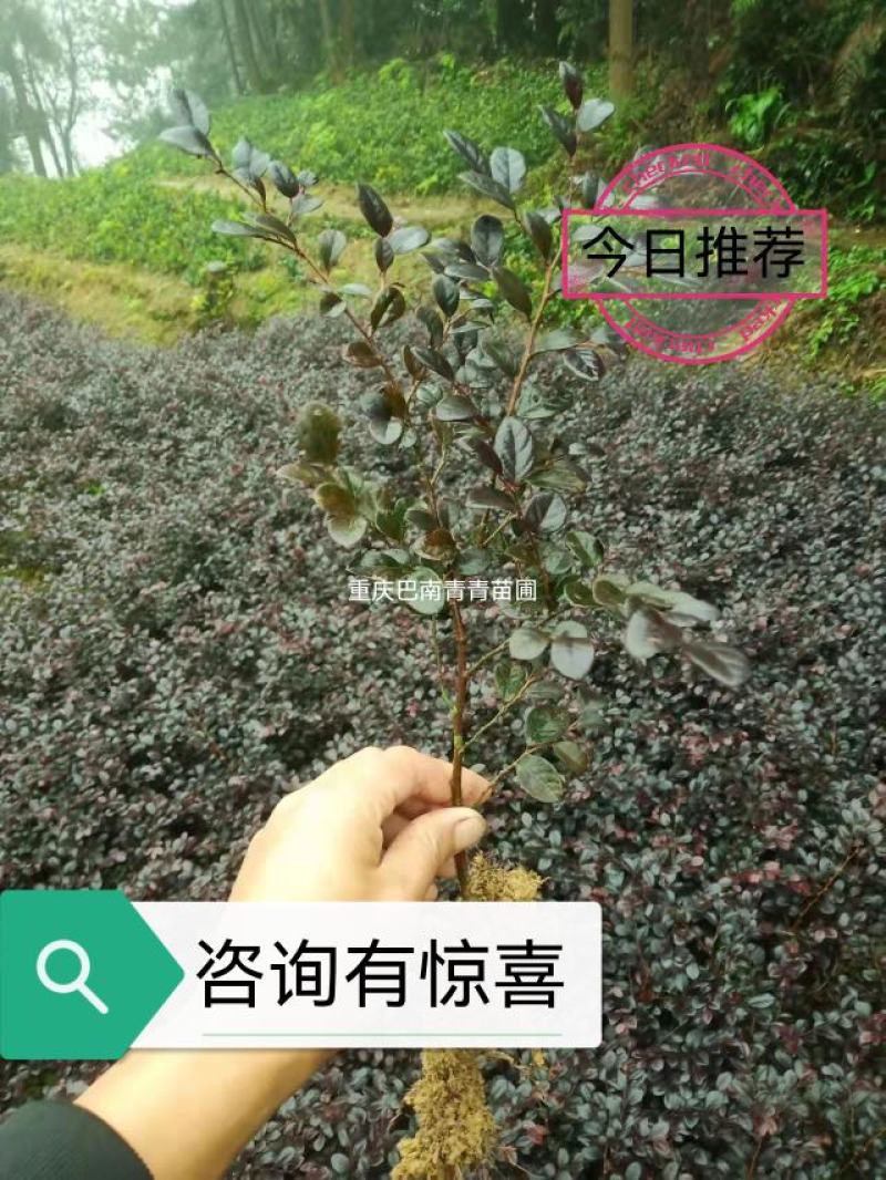 重庆巴南区红继木地苗批发量大价格美丽诚信经营