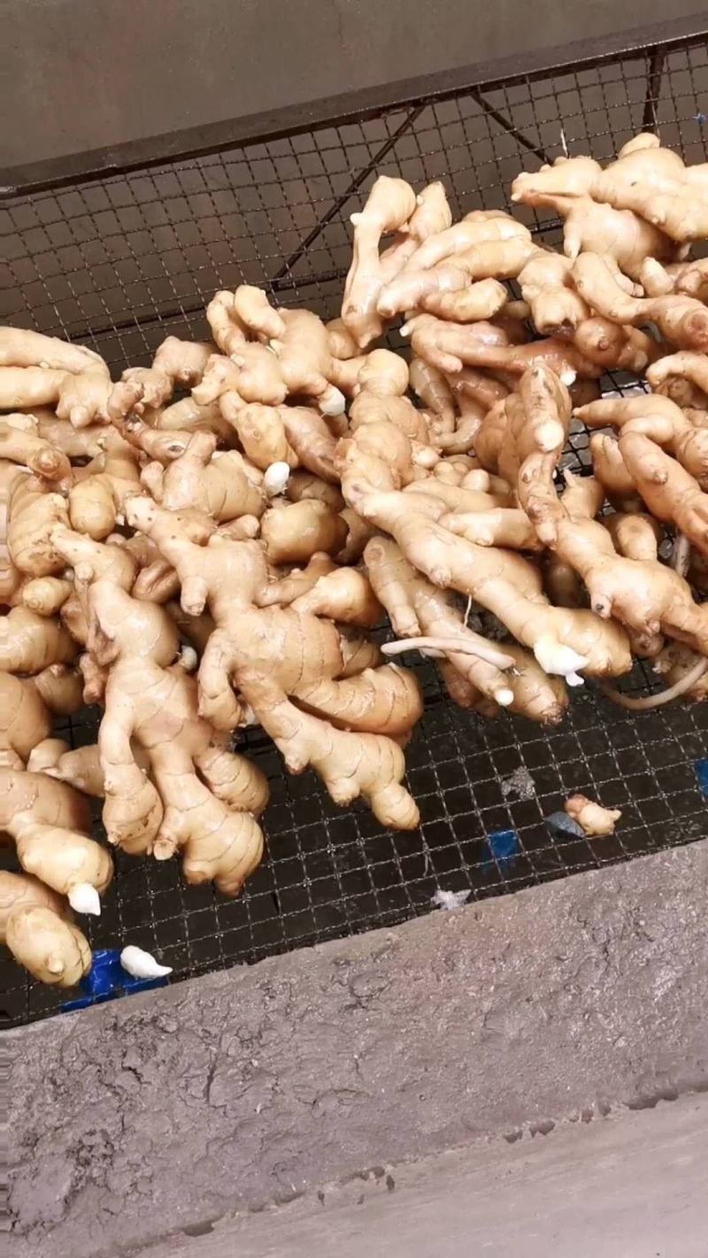 唐山圆头新姜开始大量上市，老姜进入倒计时，原产地批发。