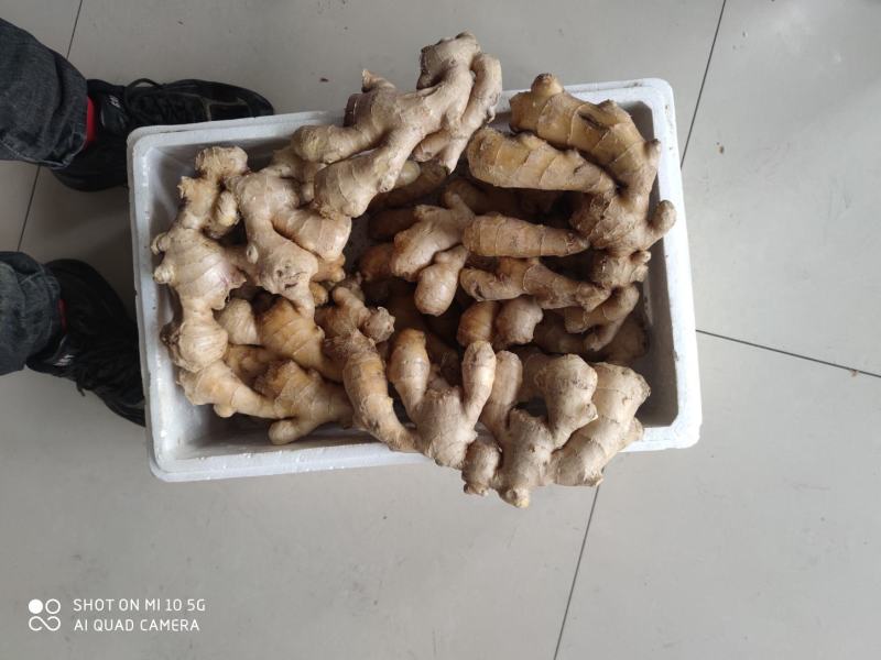 唐山圆头新姜开始大量上市，老姜进入倒计时，原产地批发。