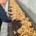 唐山圆头新姜开始大量上市，老姜进入倒计时，原产地批发。