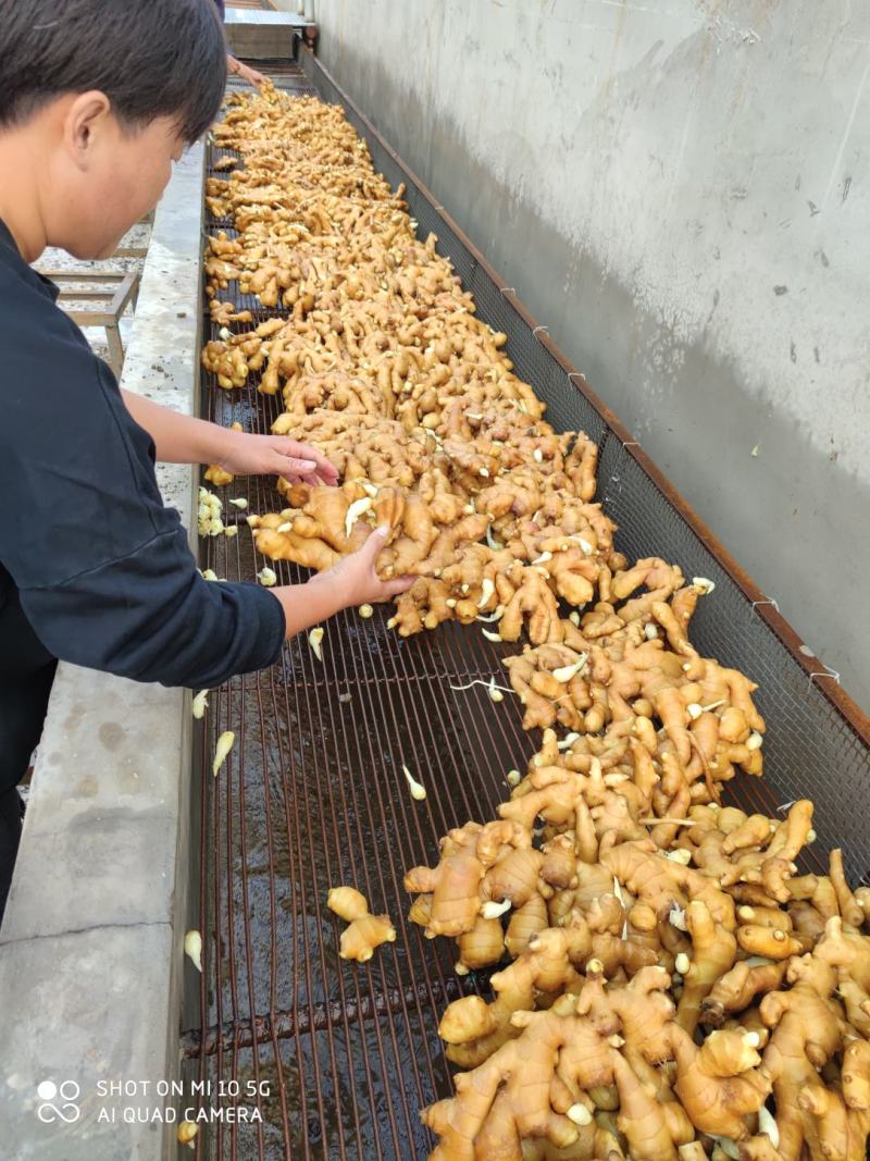 唐山圆头新姜开始大量上市，老姜进入倒计时，原产地批发。