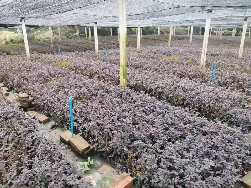 重庆巴南区红继木地苗批发量大价格美丽诚信经营