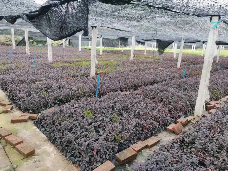 重庆巴南区红继木地苗批发量大价格美丽诚信经营