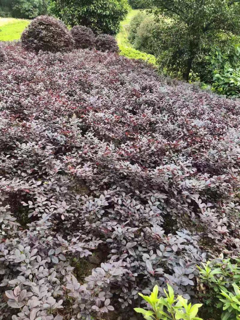 重庆巴南区红继木地苗批发量大价格美丽诚信经营