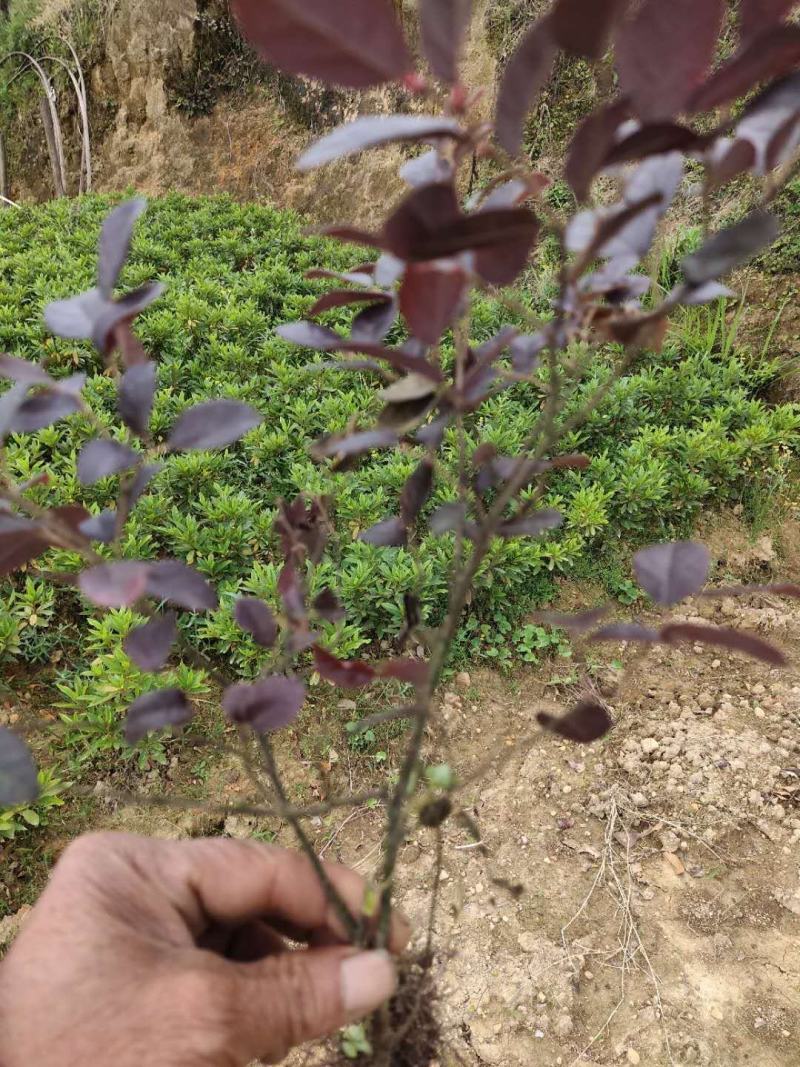 重庆巴南区红继木地苗批发量大价格美丽诚信经营