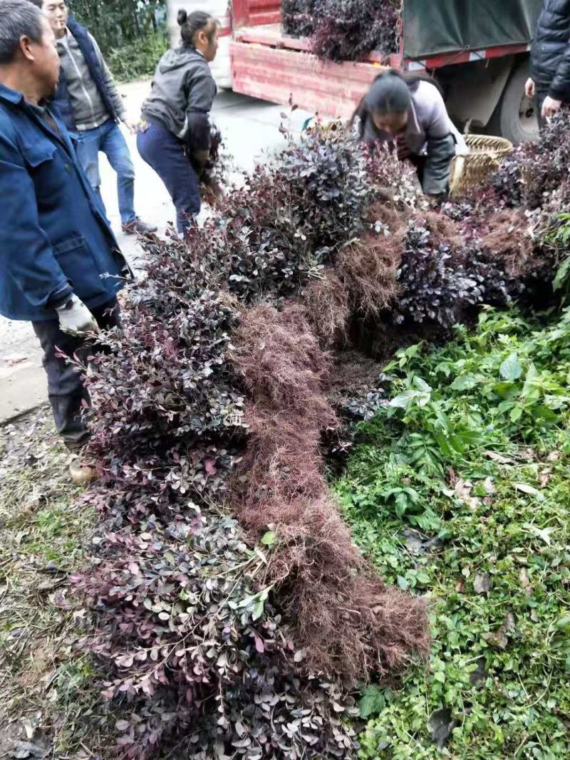 重庆巴南区红继木地苗批发量大价格美丽诚信经营