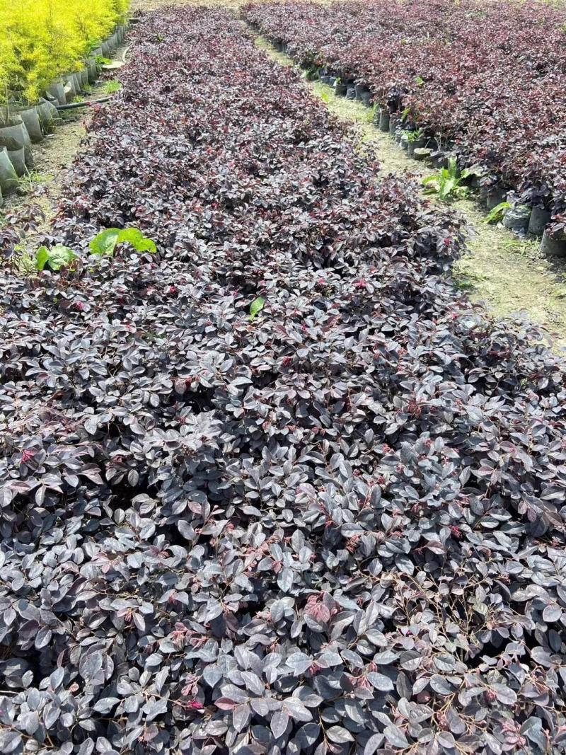 重庆巴南区红继木地苗批发量大价格美丽诚信经营