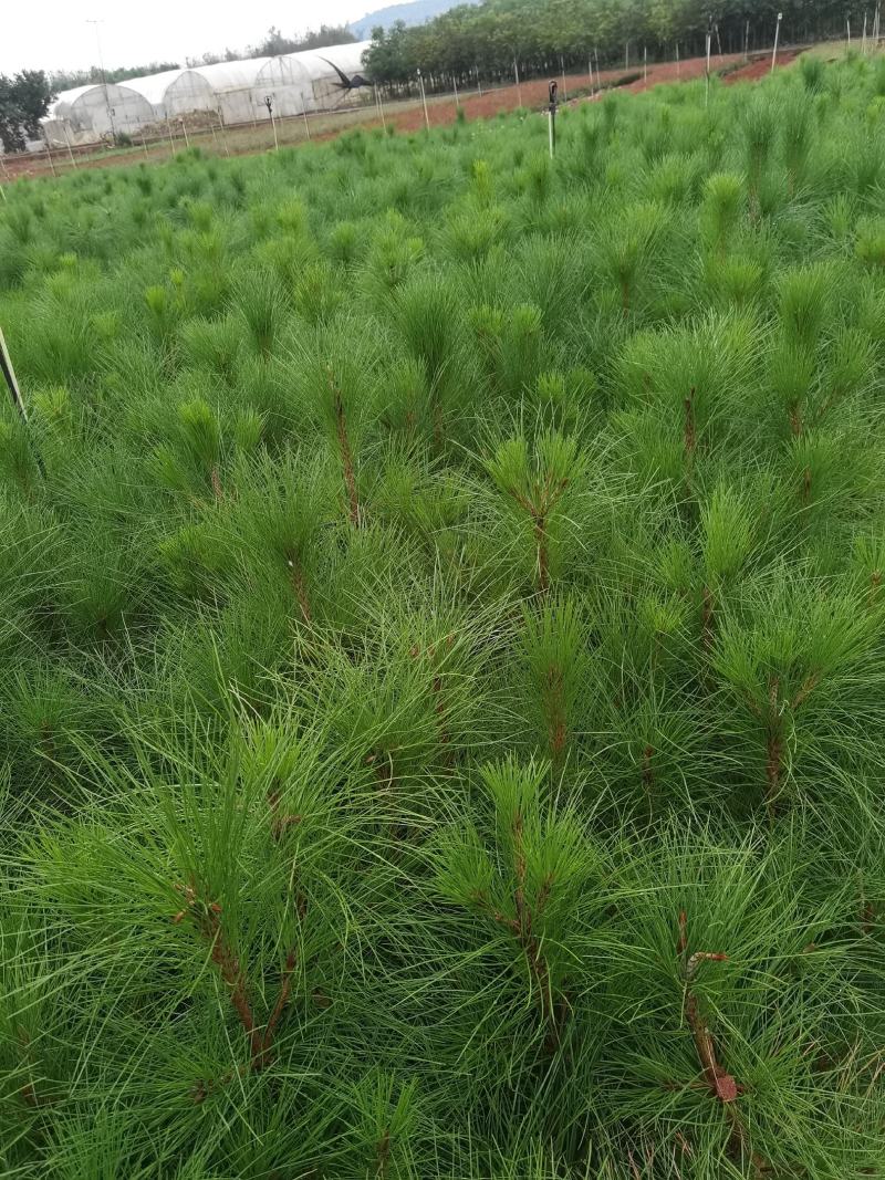 侧柏侧柏一手货源侧柏荒山绿化云南侧柏种植销售