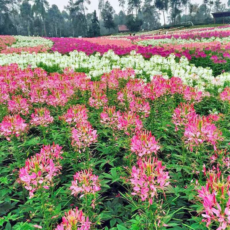 醉蝶花种子易活四季播景观园林花海易播种庭院室外观赏蜜源花