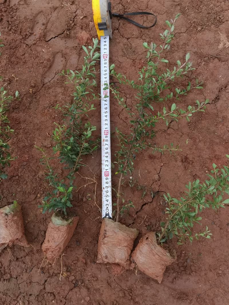 火棘火棘杯苗40分火棘种植销售，火棘一手货源云南火