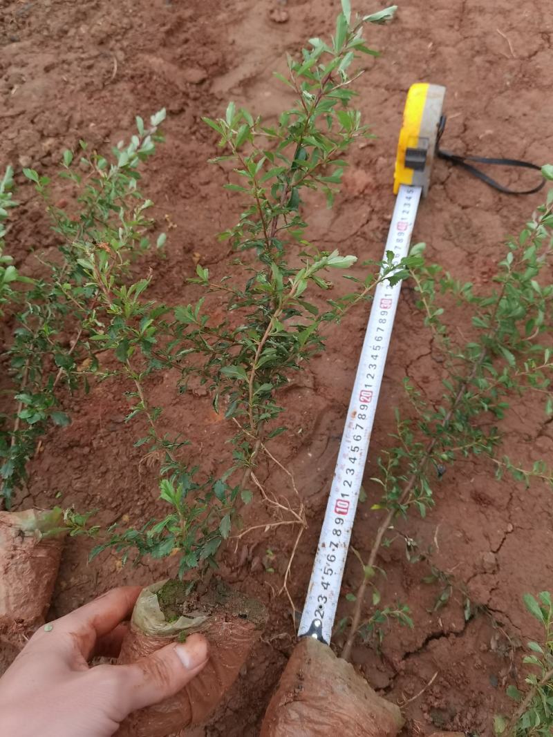 火棘火棘杯苗40分火棘种植销售，火棘一手货源云南火