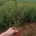 火棘火棘杯苗40分火棘种植销售，火棘一手货源云南火