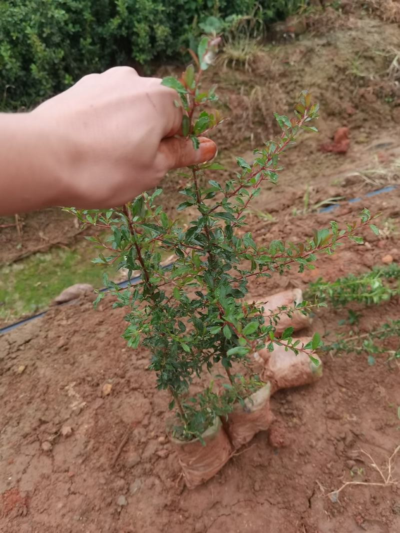 火棘火棘杯苗40分火棘种植销售，火棘一手货源云南火