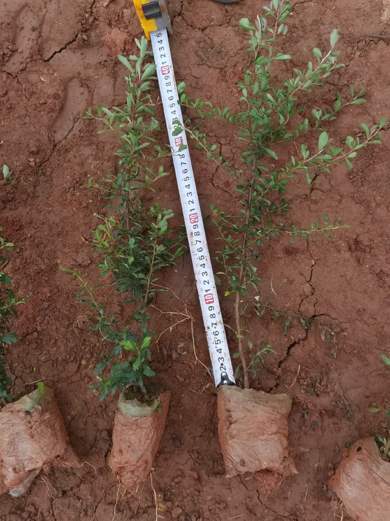 火棘火棘杯苗40分火棘种植销售，火棘一手货源云南火