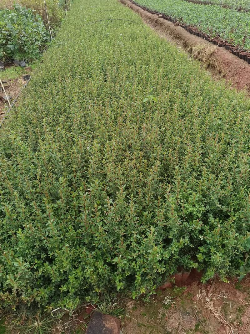 火棘火棘杯苗40分火棘种植销售，火棘一手货源云南火