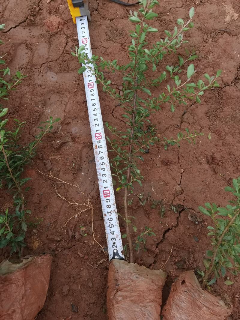 火棘火棘杯苗40分火棘种植销售，火棘一手货源云南火