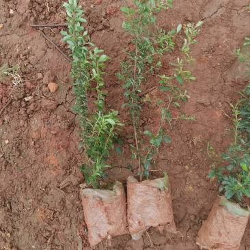 火棘火棘杯苗40分火棘种植销售，火棘一手货源云南火