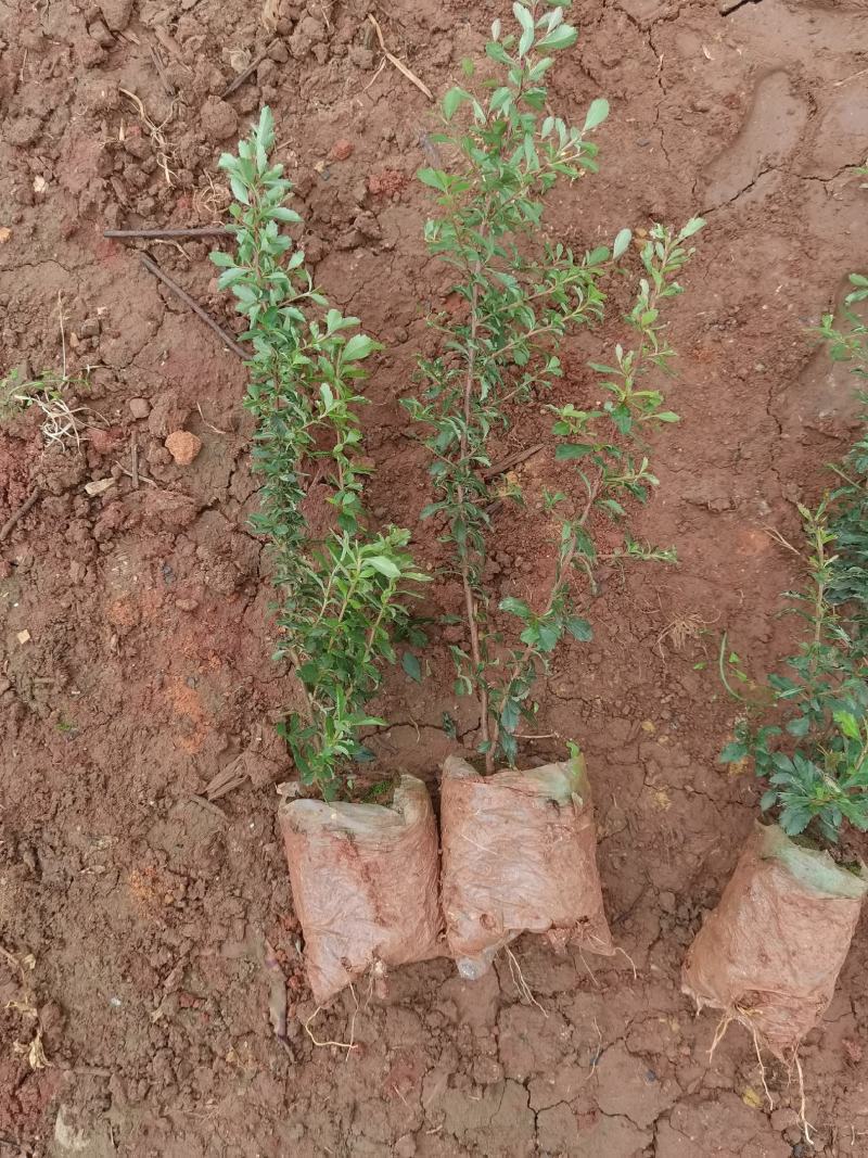 火棘火棘杯苗40分火棘种植销售，火棘一手货源云南火