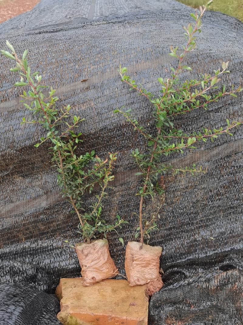 火棘火棘杯苗40分火棘种植销售，火棘一手货源云南火