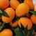 九月红脐橙，口感甜，皮薄，水份足，个头大，早熟品种欢迎