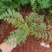 蓝花楹蓝花楹一手货源蓝花楹种植及销售蓝花楹