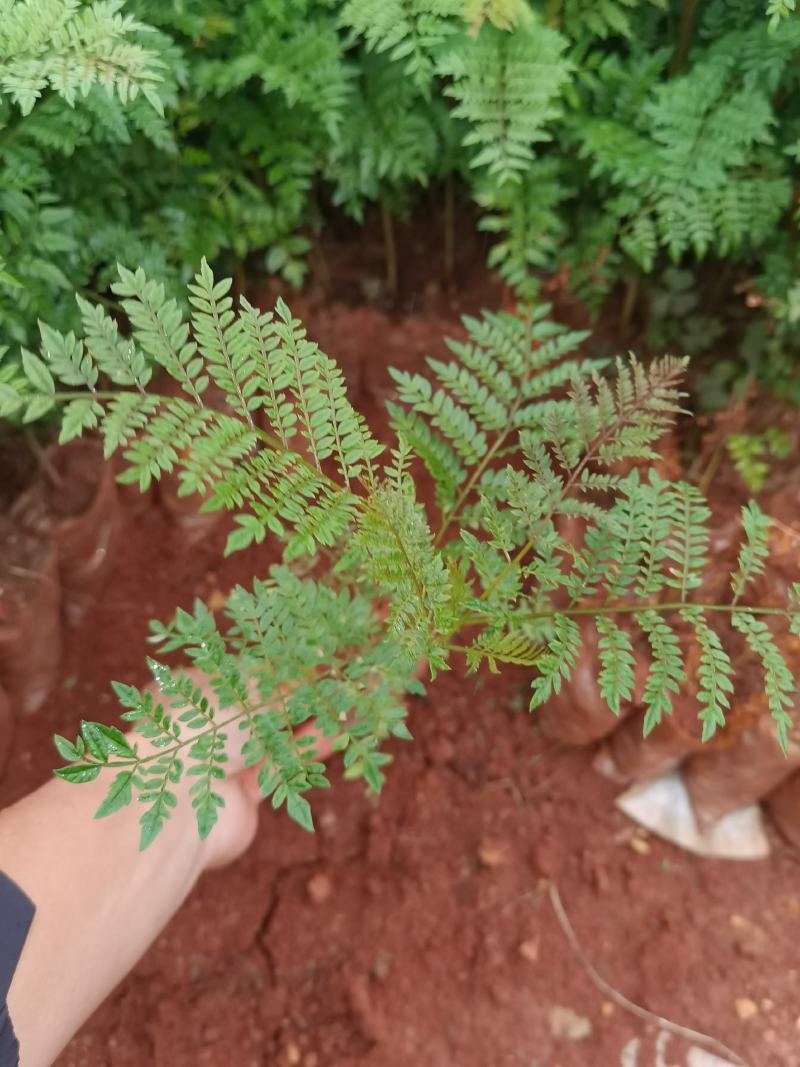 蓝花楹蓝花楹一手货源蓝花楹种植及销售蓝花楹