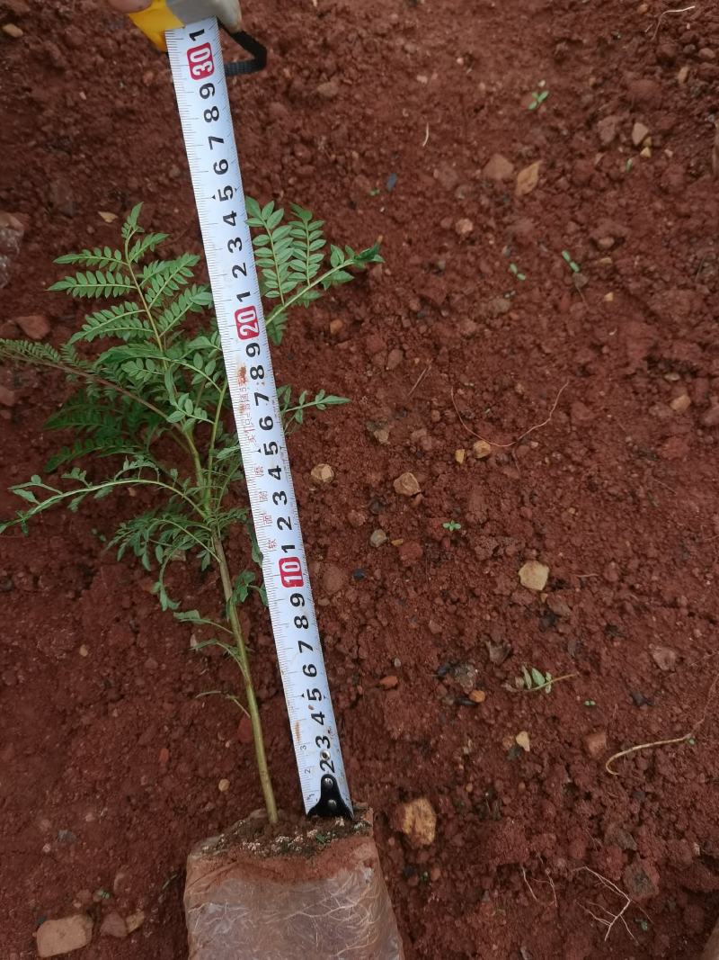 蓝花楹蓝花楹一手货源蓝花楹种植及销售蓝花楹