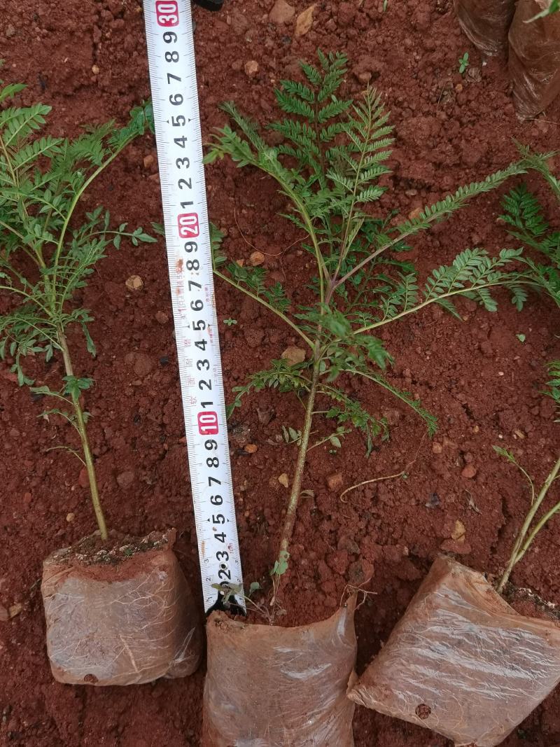 蓝花楹蓝花楹一手货源蓝花楹种植及销售蓝花楹