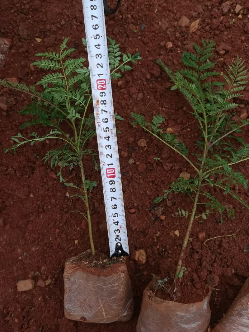 蓝花楹蓝花楹一手货源蓝花楹种植及销售蓝花楹