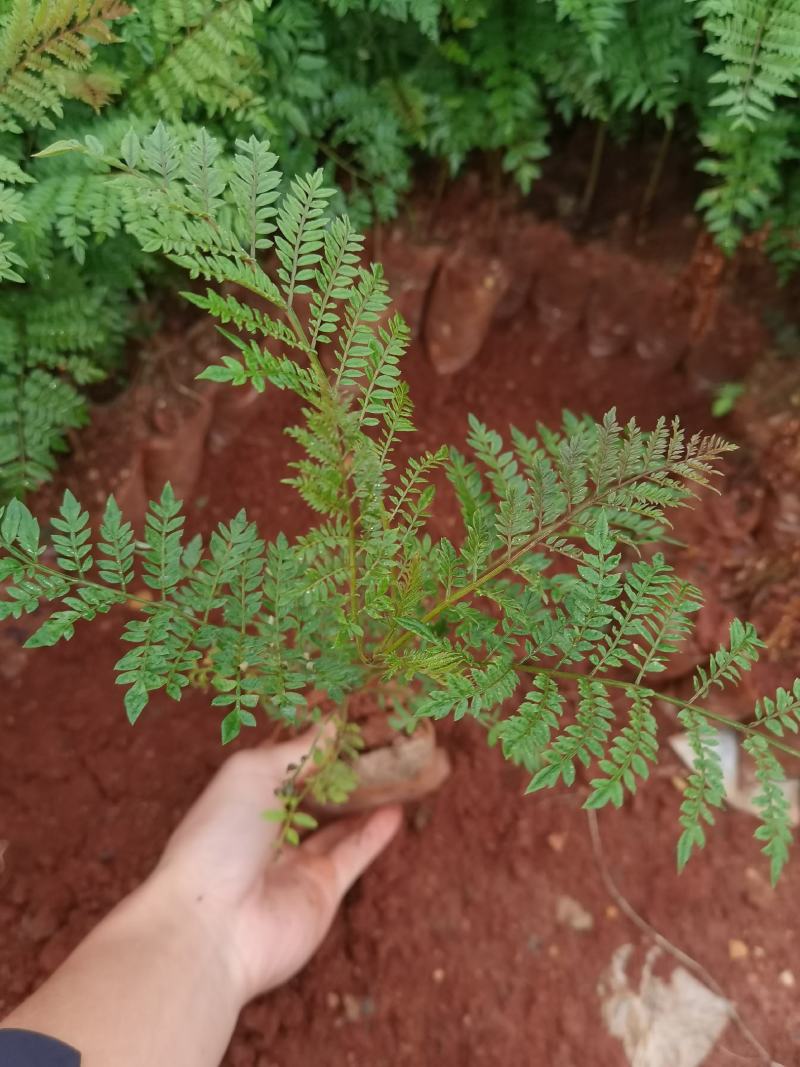 蓝花楹蓝花楹一手货源蓝花楹种植及销售蓝花楹