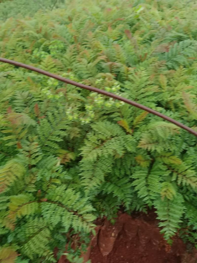 蓝花楹蓝花楹一手货源蓝花楹种植及销售蓝花楹
