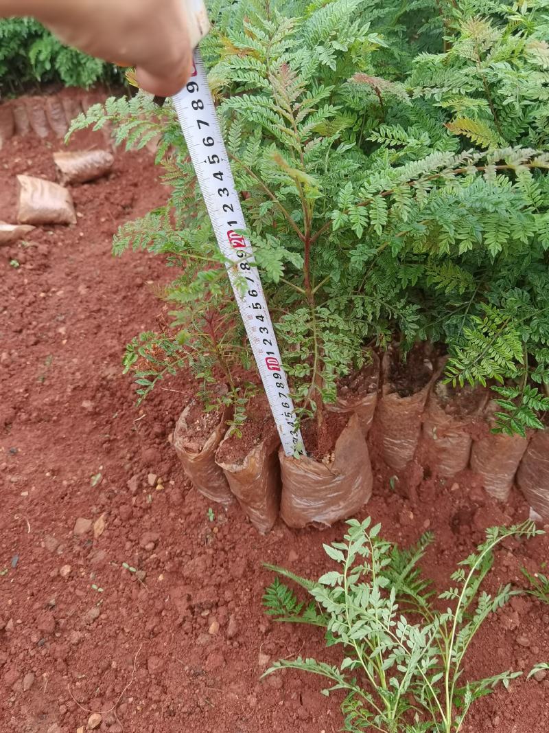 蓝花楹蓝花楹一手货源蓝花楹种植及销售蓝花楹