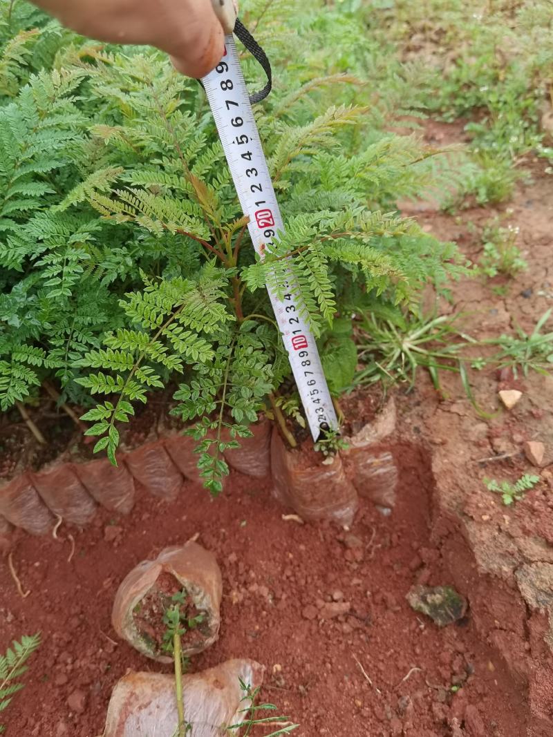 蓝花楹蓝花楹一手货源蓝花楹种植及销售蓝花楹