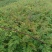蓝花楹蓝花楹一手货源蓝花楹种植及销售蓝花楹