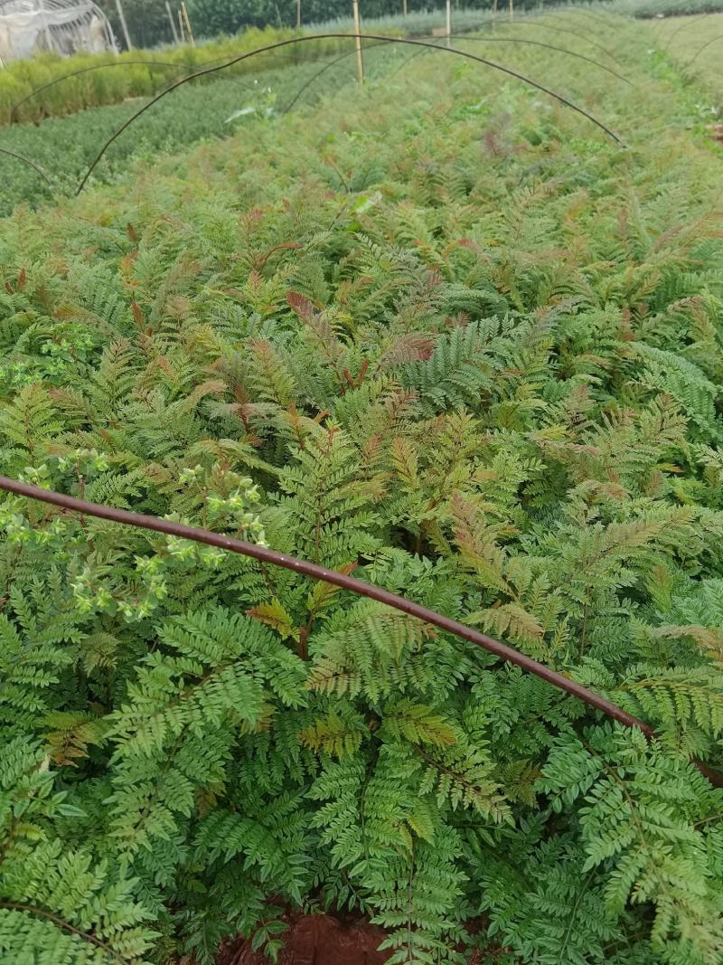 蓝花楹蓝花楹一手货源蓝花楹种植及销售蓝花楹