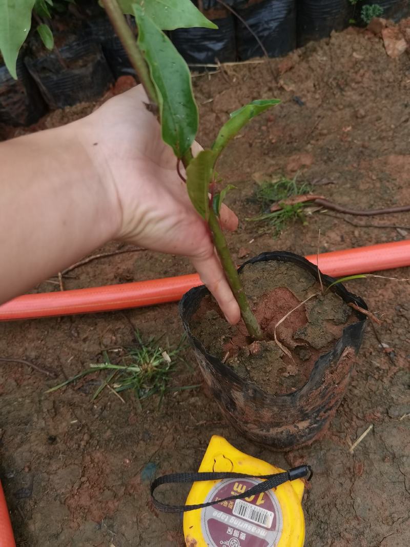 香樟香樟苗香樟种植及销售，云南香樟苗一手货源