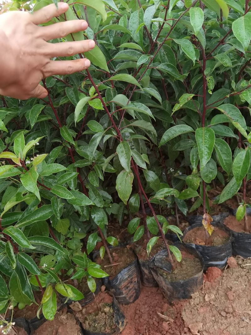 香樟香樟苗香樟种植及销售，云南香樟苗一手货源