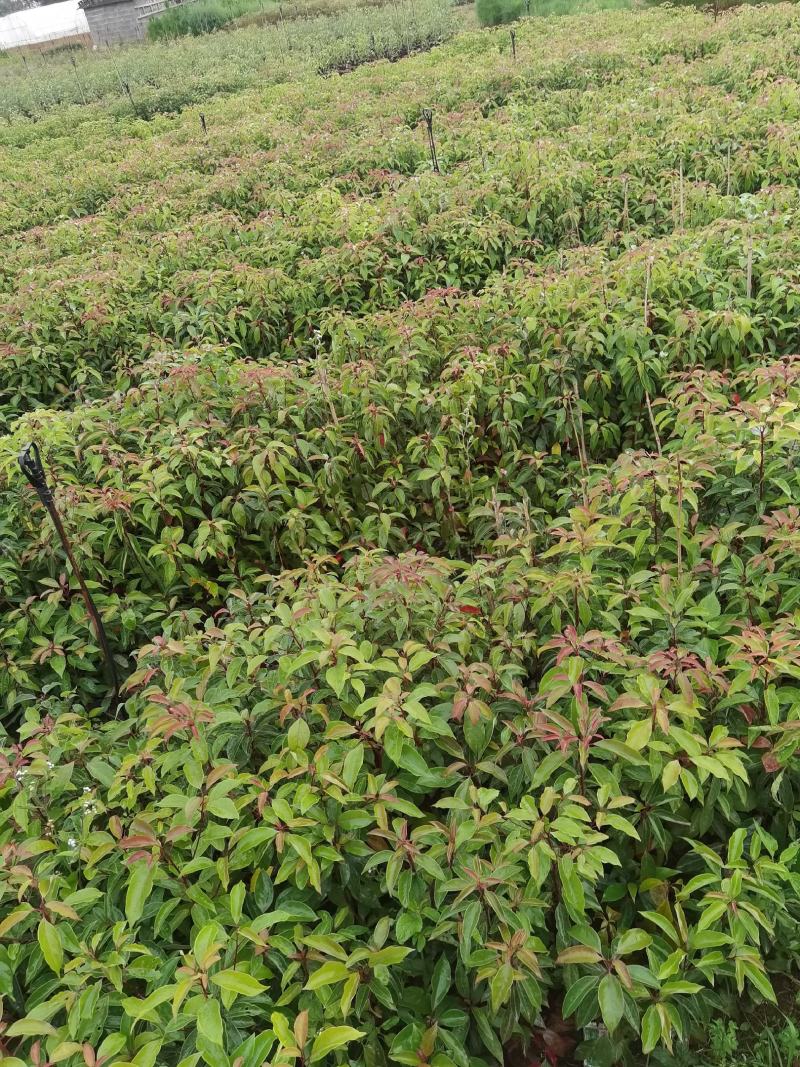 香樟香樟苗香樟种植及销售，云南香樟苗一手货源