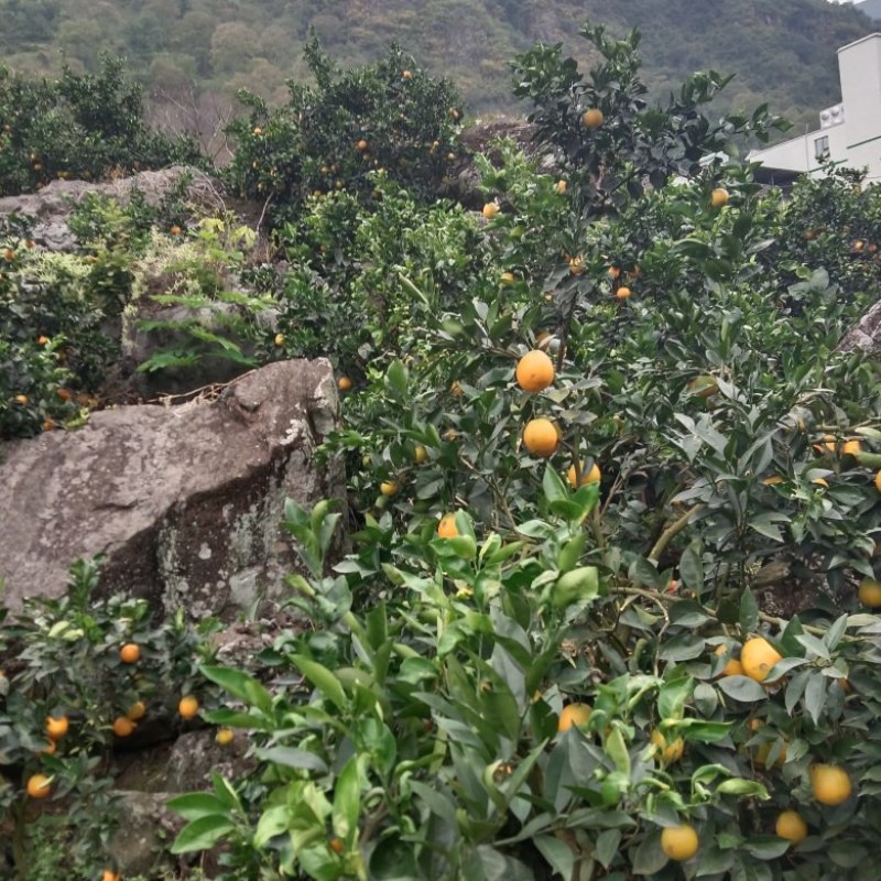 雷波脐橙