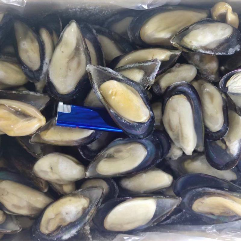 蓝口贝青口贝贻贝海虹欢迎老板下单诚信经营质量优先