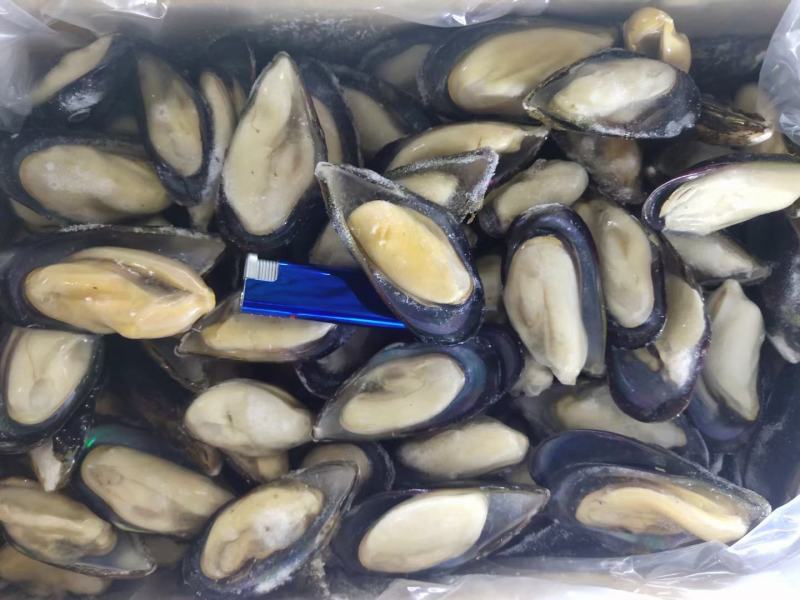 蓝口贝青口贝贻贝海虹欢迎老板下单诚信经营质量优先