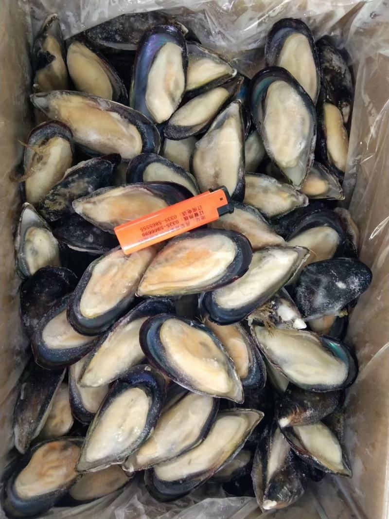 蓝口贝青口贝贻贝海虹欢迎老板下单诚信经营质量优先