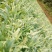苦荬菜种子养鹅四季牧草猪鸡鸭鹅鱼草籽苦麻菜苦麦菜苦买菜苦
