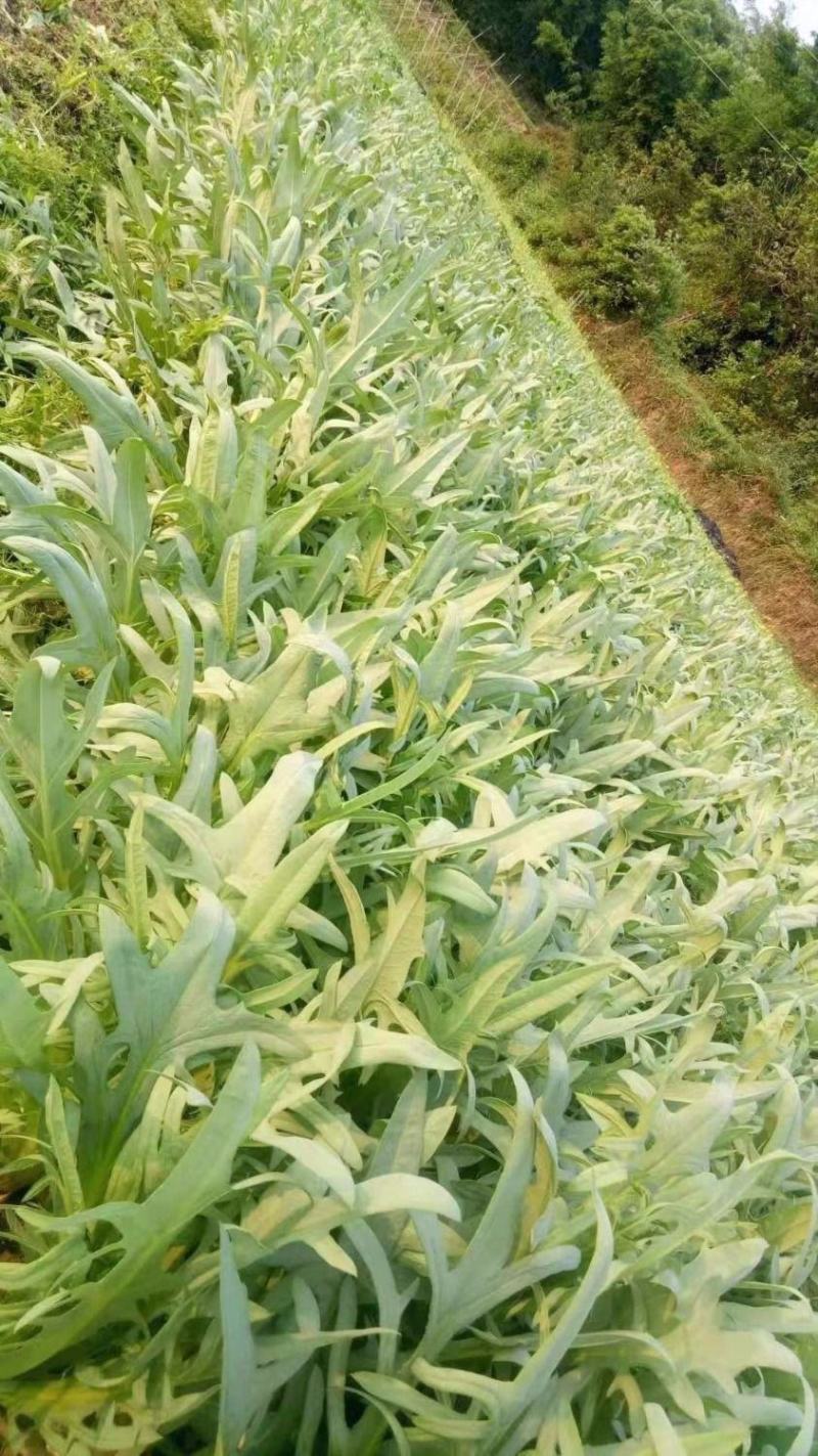 苦荬菜种子养鹅四季牧草猪鸡鸭鹅鱼草籽苦麻菜苦麦菜苦买菜苦