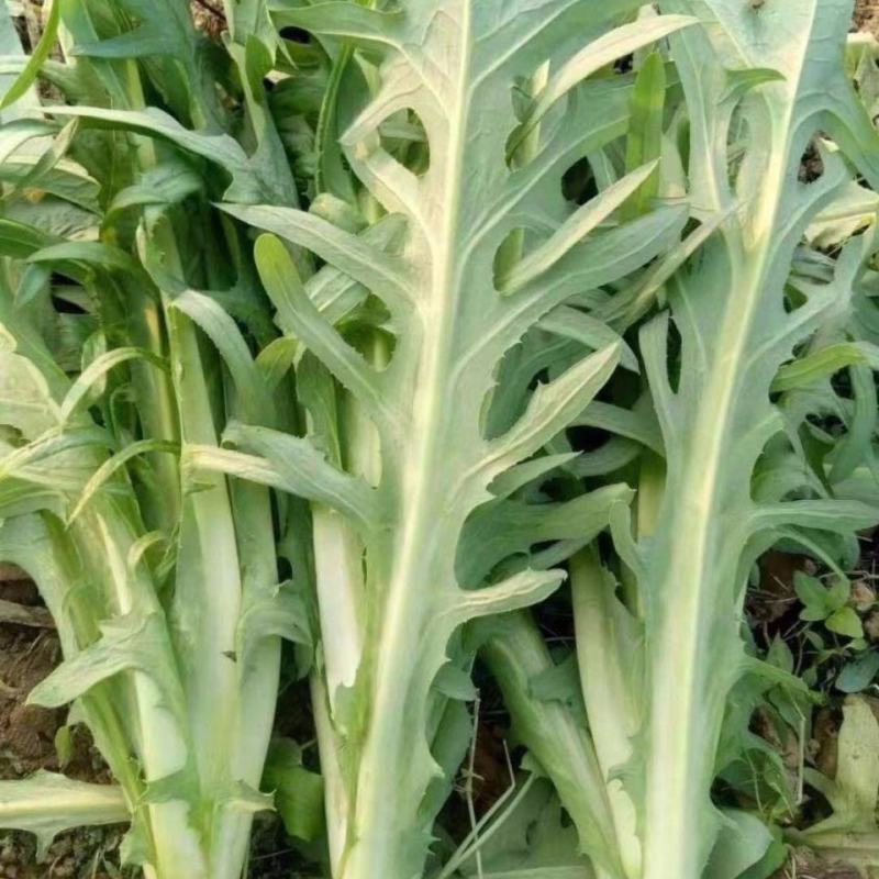 苦荬菜种子养鹅四季牧草猪鸡鸭鹅鱼草籽苦麻菜苦麦菜苦买菜苦