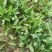 苦荬菜种子养鹅四季牧草猪鸡鸭鹅鱼草籽苦麻菜苦麦菜苦买菜苦