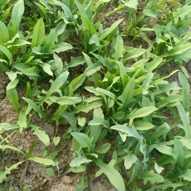 苦荬菜种子养鹅四季牧草猪鸡鸭鹅鱼草籽苦麻菜苦麦菜苦买菜苦