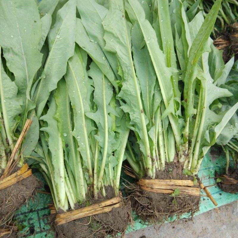 苦荬菜种子养鹅四季牧草猪鸡鸭鹅鱼草籽苦麻菜苦麦菜苦买菜苦