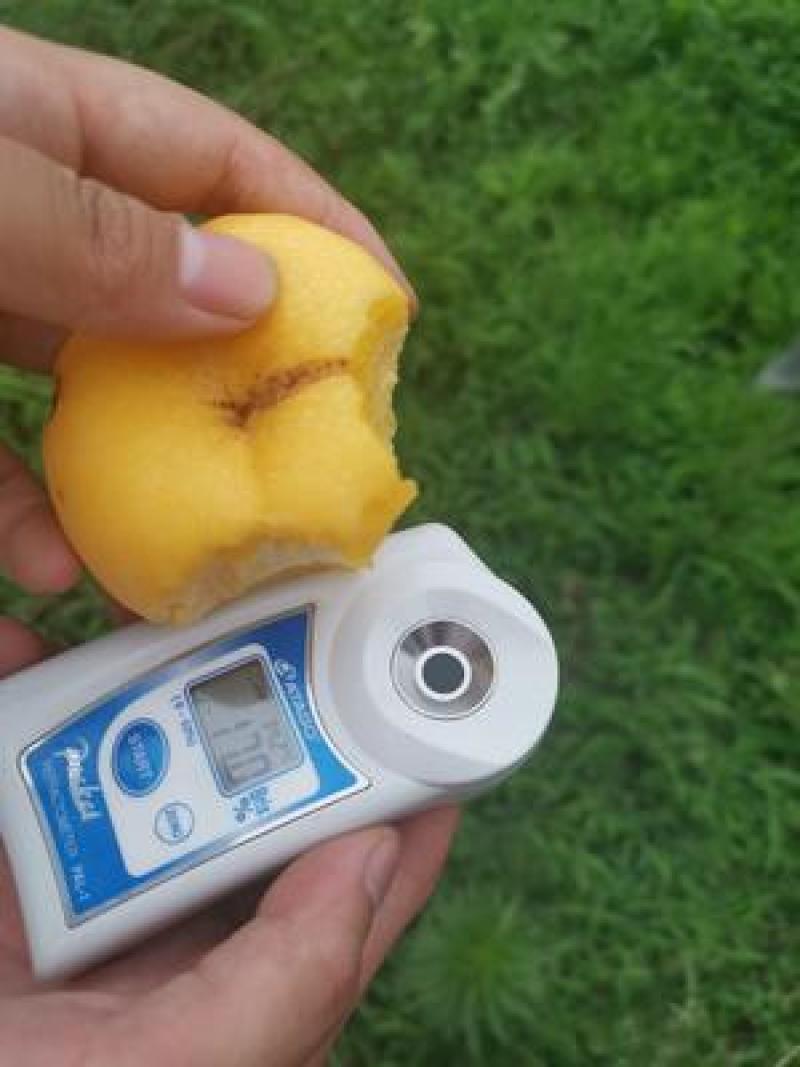风味皇后油蟠桃苗黄金油蟠桃树苗嫁接桃苗