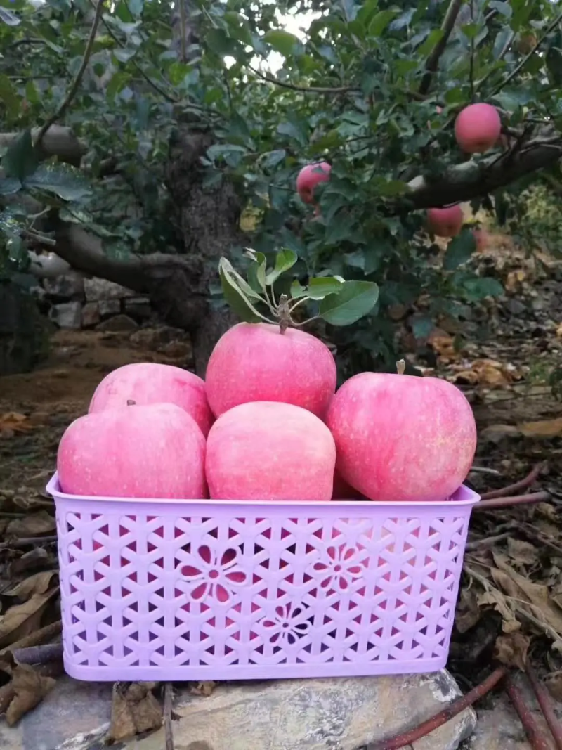 山东红富士苹果🍎大量上市，口感脆甜，品质保障，欢迎采购~